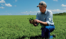 Boost dairy-farm output with sound clover management